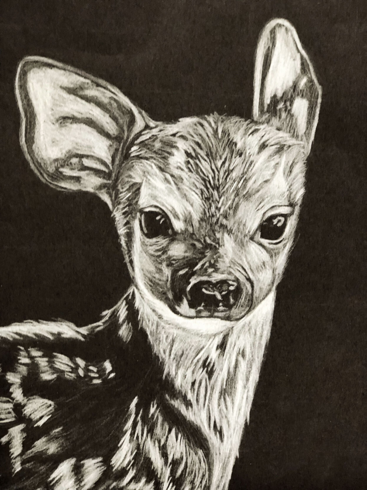 Curious fawn